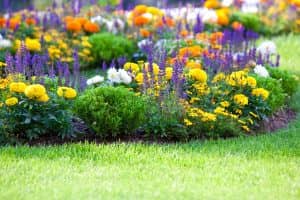 Beautiful Multicolored Flowerbed On Green Lawn