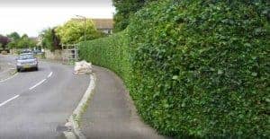 Hedge Project