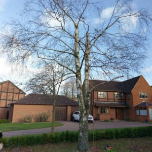 Silver Birch Felling in Northampton