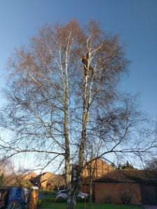 Before Tree Reduction in Northampton